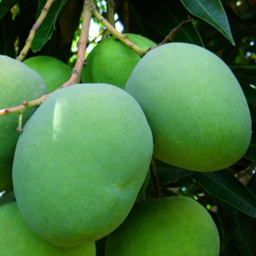 Mango Raw (500 g)